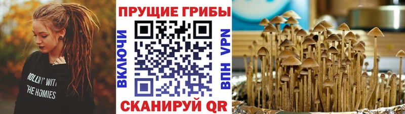 Псилоцибиновые грибы GOLDEN TEACHER Пыталово